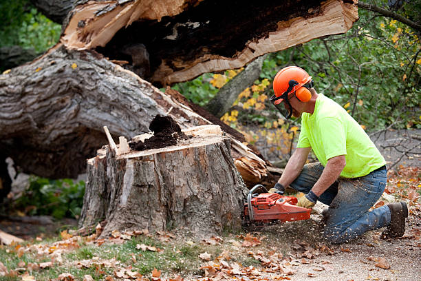 Best Arborist Consultation Services  in USA